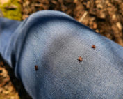 Hirschzecken auf Jeans - Jagdfakten.at informiert über Zecken