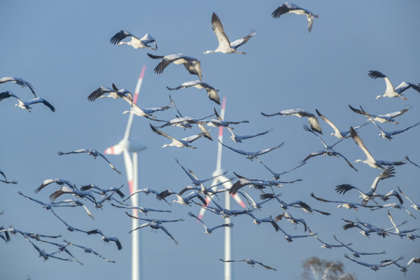 Vögel im Windpark: wie tiergerecht sind Windräder - Jagdfakten.at informiert