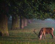 Wasserknappheit: Was bedeutet es für die Wildtiere? Jagdfakten.at informiert.