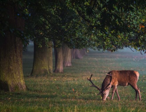 Wasserknappheit: Was bedeutet das für Wildtiere