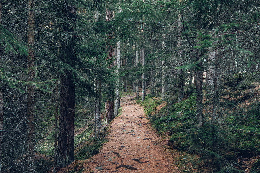 Im Wald Motrradfahren - ist das zu wild: Jagdfakten.at informiert
