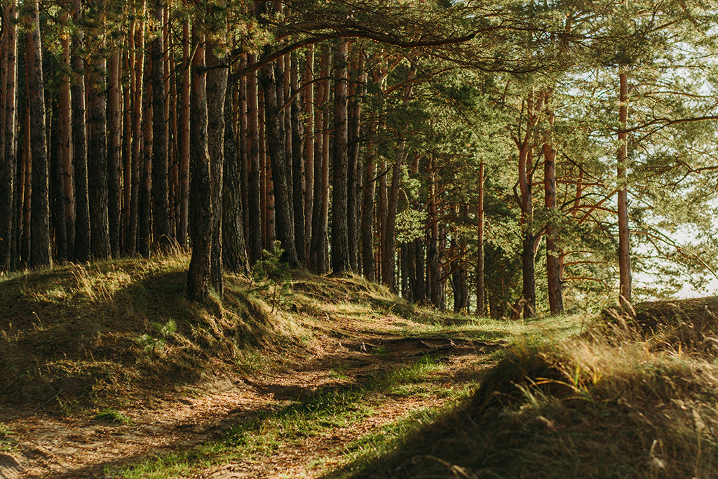 Im Wald Motrradfahren - ist das zu wild: Jagdfakten.at informiert