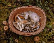 Pilze sammeln in Österreich, Jagdfakten.at informiert