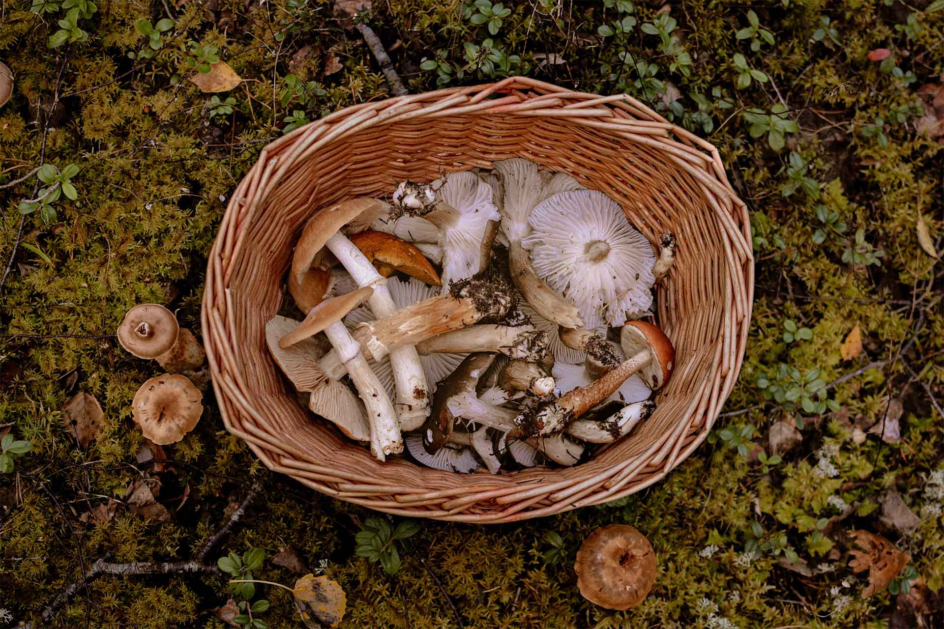 Pilze sammeln in Oesterreich – Jagdfakten.at informert © pexels Pilze sammeln in Österreich, Jagdfakten.at informiert