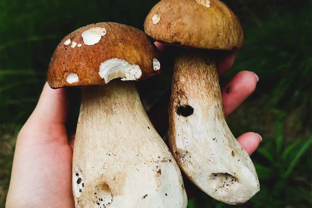 Steinpilze, Jagdfakten.at informiert © pexels lora-rikky Steinpilz - Pilze sammeln in Österreich, Jagdfakten.at informiert