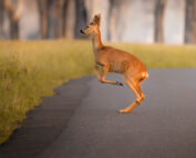 Wildtierkorridore: Jagdfakten.at informiert