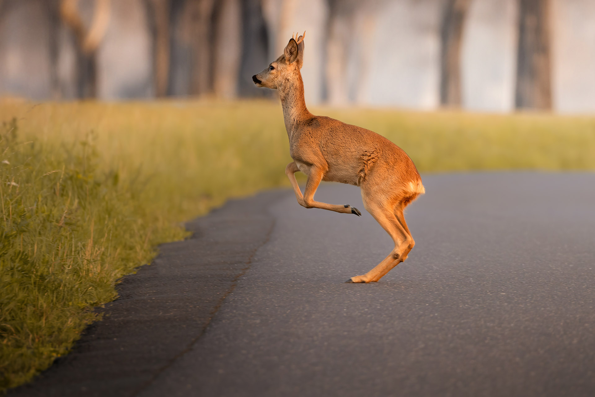 Reh im Absprung – Symbolbild für Wildtierkorridore © AdobeStock Wildtierkorridore: Jagdfakten.at informiert