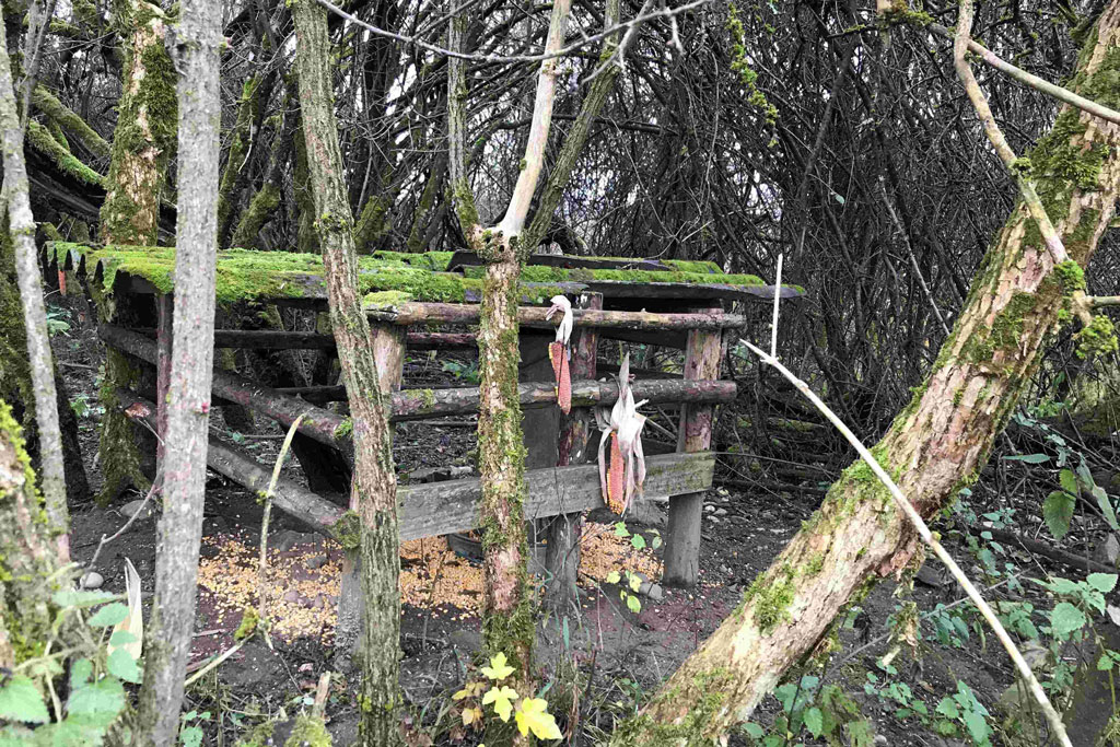 Fasanschütte - Äsung für Fasan: Jagdfakten.at informiert