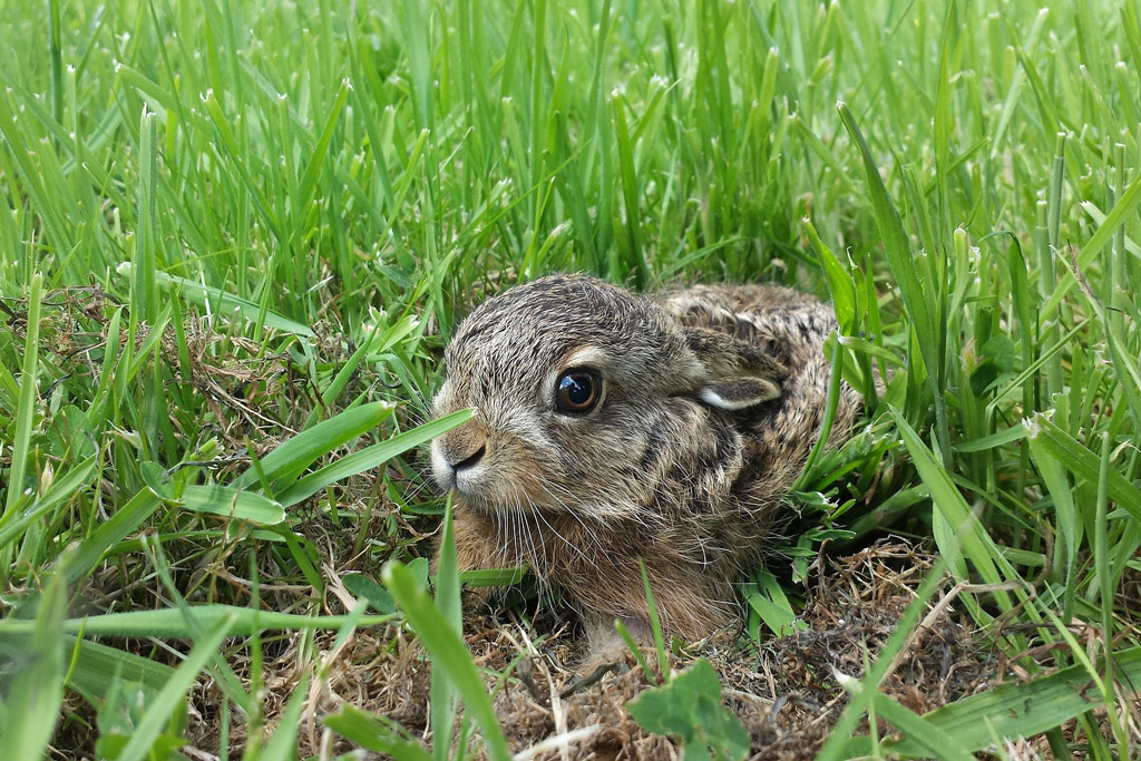 Niederwild - natürlicher Lebensraum schwindet: Jagdfakten.at informiert