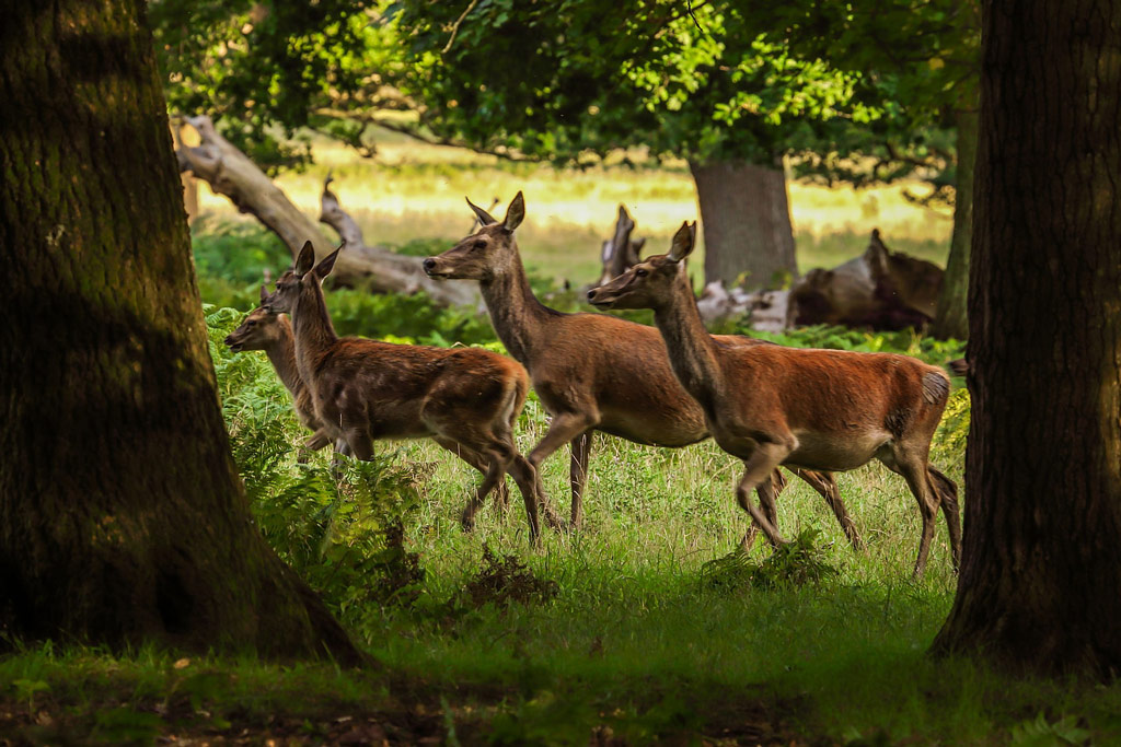 Rotwild: Tierschutz durch Jagd – Jagdfakten.at informiert Rotwild - natürlicher Lebensraum schwindet: Jagdfakten.at informiert