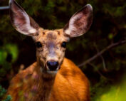 Rotwild - Tierschutz durch Jagd: wie kann Tod Überleben sichern? Jagdfakten.at informiert