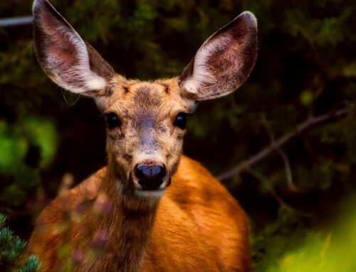 Schutz durch Jagd – echt jetzt?