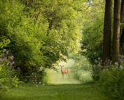 Reh im Wald & Wildschaeden - wie es dazu kommt: Jagdfakten.at informiert