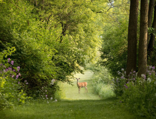Wildschäden im Wald – wie kommt es dazu?