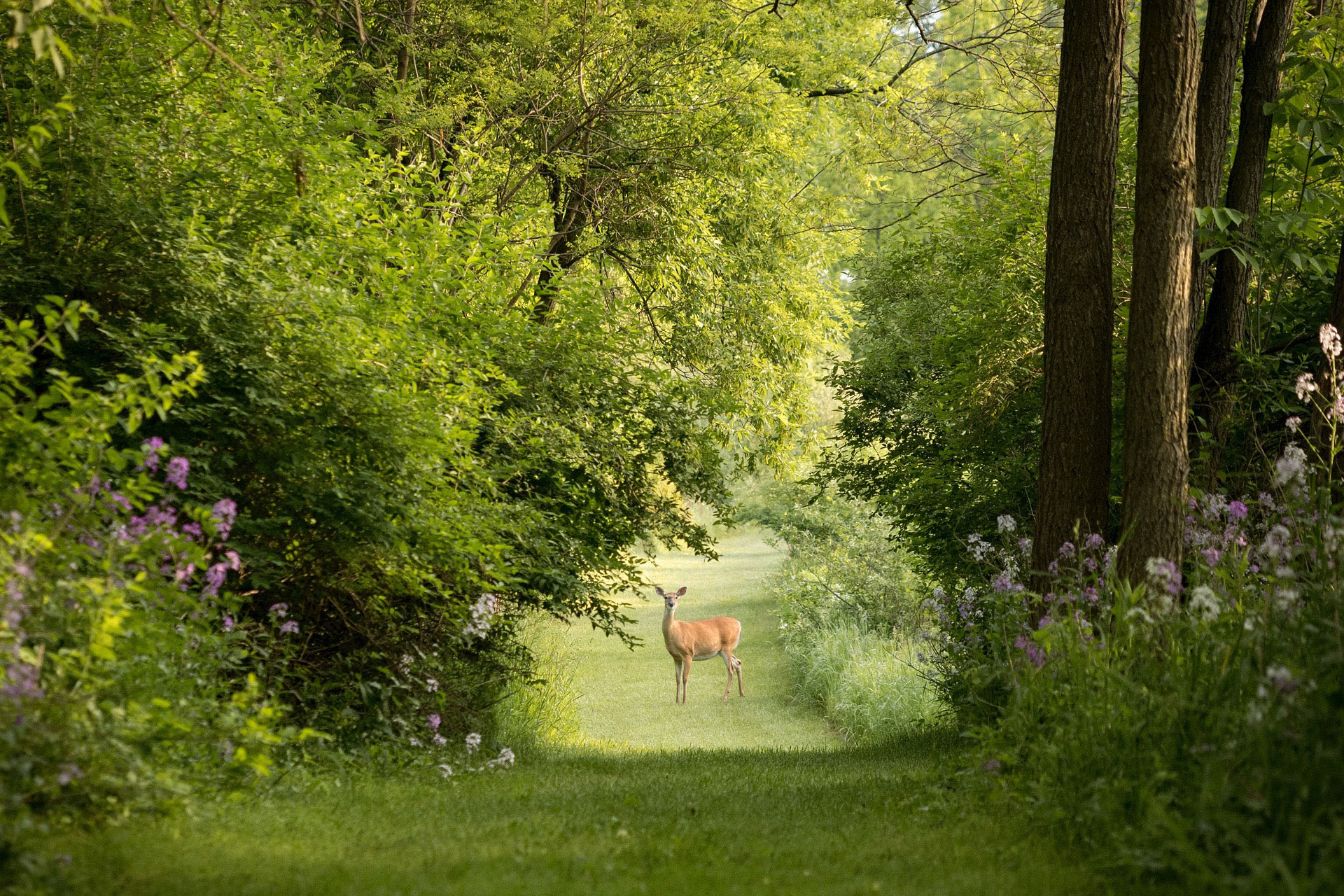 Reh im Wald Reh im Wald & Wildschaeden - wie es dazu kommt: Jagdfakten.at informiert