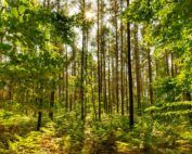 Mischwald & Wild Wald Balance: Jagdfakten.at informiert über Wichtigkeit von ausgeglichenen wald- und wildökologische Verhältnissen