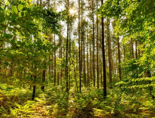 Wild Wald Balance