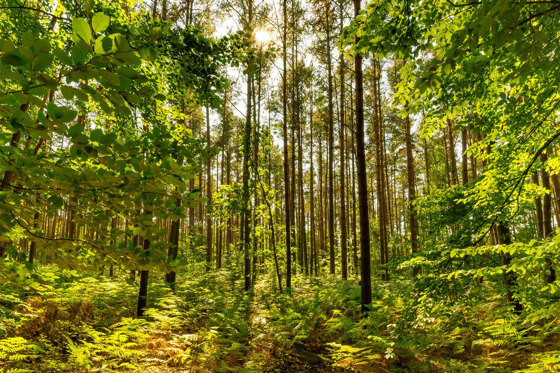Mischwald & Wild Wald Balance: Jagdfakten.at informiert über Wichtigkeit von ausgeglichenen wald- und wildökologische Verhältnissen