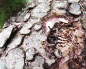 Baumkrankheiten: Buchdrucker - Borkenkäfer, Jagdfakten.at infomiert