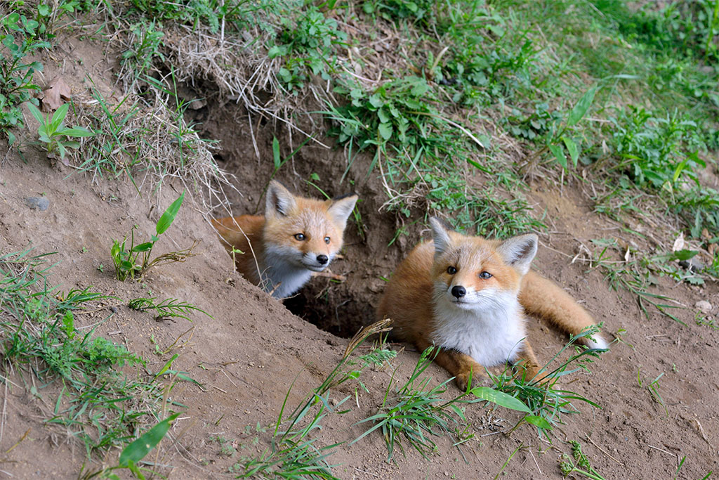 Füchse vor ihrem Bau - Wildtiere unter der Erde: Jagdfakten.at informiert