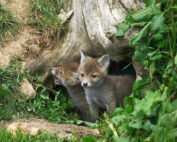 Wildtiere unter der Erde - Jagdfakten.at informiert