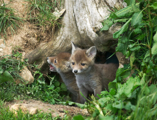 Wildtiere unter der Erde