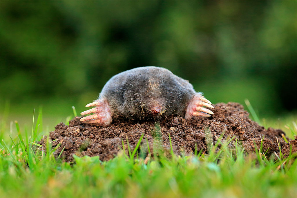 Maulwurf: Welche Tiere leben unter der Erde - Jagdfakten.at informiert