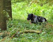 Hunde gegen Schweinepest - Ausbildung von Kadaverspürhunden: Jagdfakten.at informiert