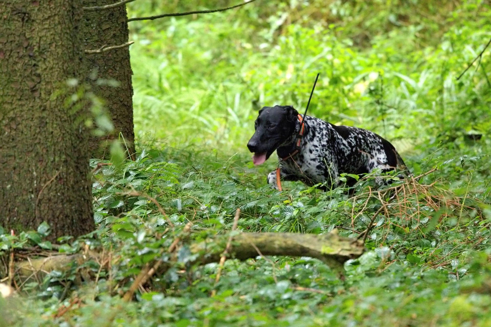 ASP Kadaversuchhund Dt. Kurzhaar © Christopher-Böck Hunde gegen Schweinepest - Ausbildung von Kadaverspürhunden: Jagdfakten.at informiert