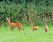 Rehe auf der Wiese Ohne Jäger mehr Wild? Jagdfakten.at informiert