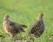 Rebhuhn - Steckbrief: Jagdfakten.at informiert