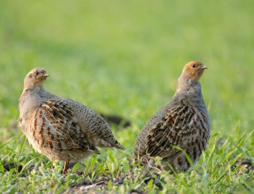 Jagdbare Wildarten: Das Rebhuhn