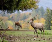 Unerwartetes im Wald: Hirsch Geweihstangen - Jagdfakten.at informiert