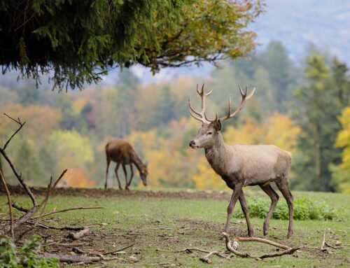 Unerwartetes im Wald – was tun?