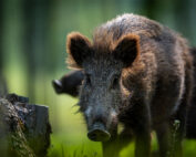 Wie böse ist das Wildschwein wirklich? Jagdfakten.at informiert