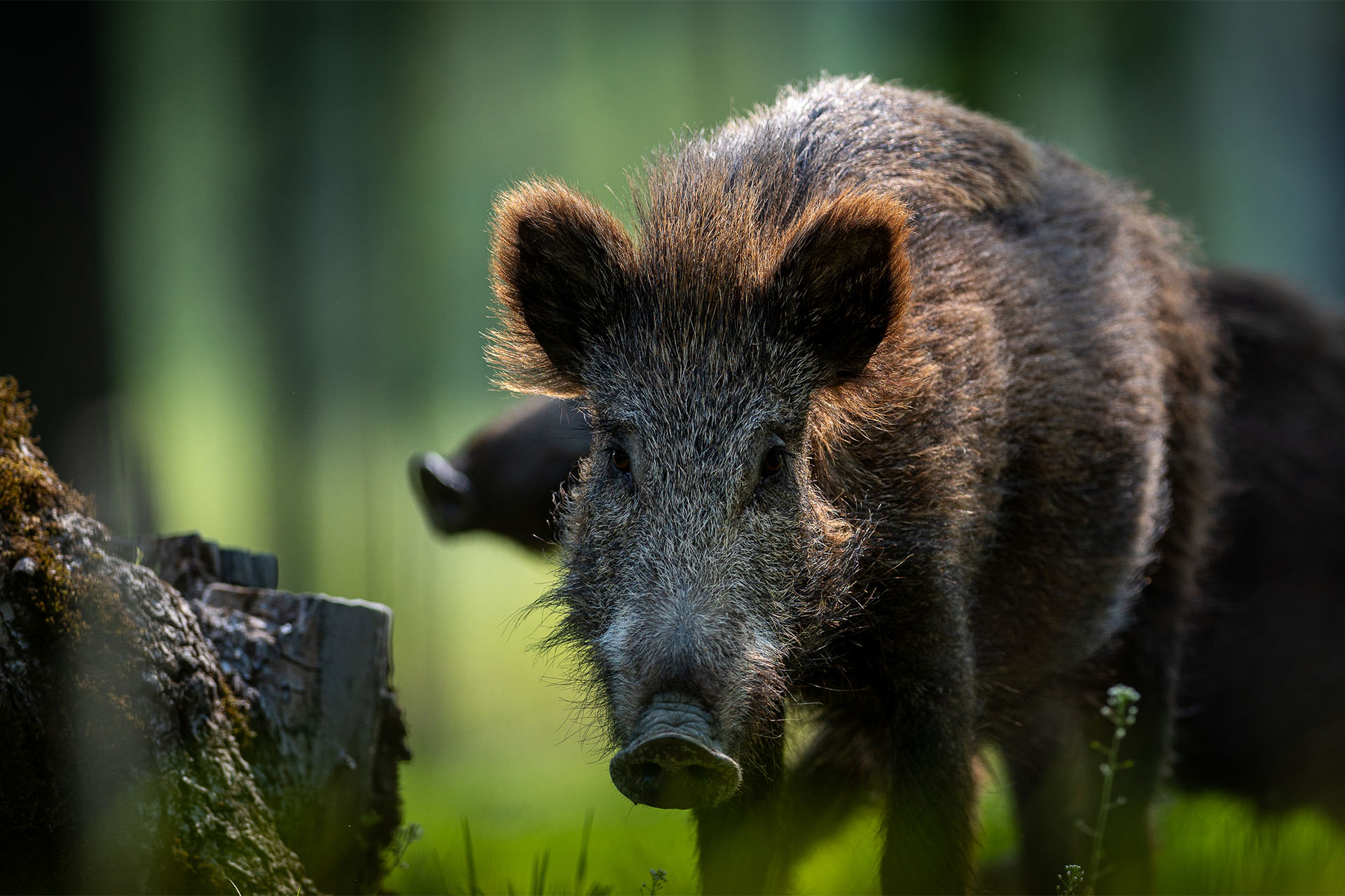 Wie böse ist das Wildschwein wirklich? Jagdfakten.at informiert © Mario Ensmann Wie böse ist das Wildschwein wirklich? Jagdfakten.at informiert