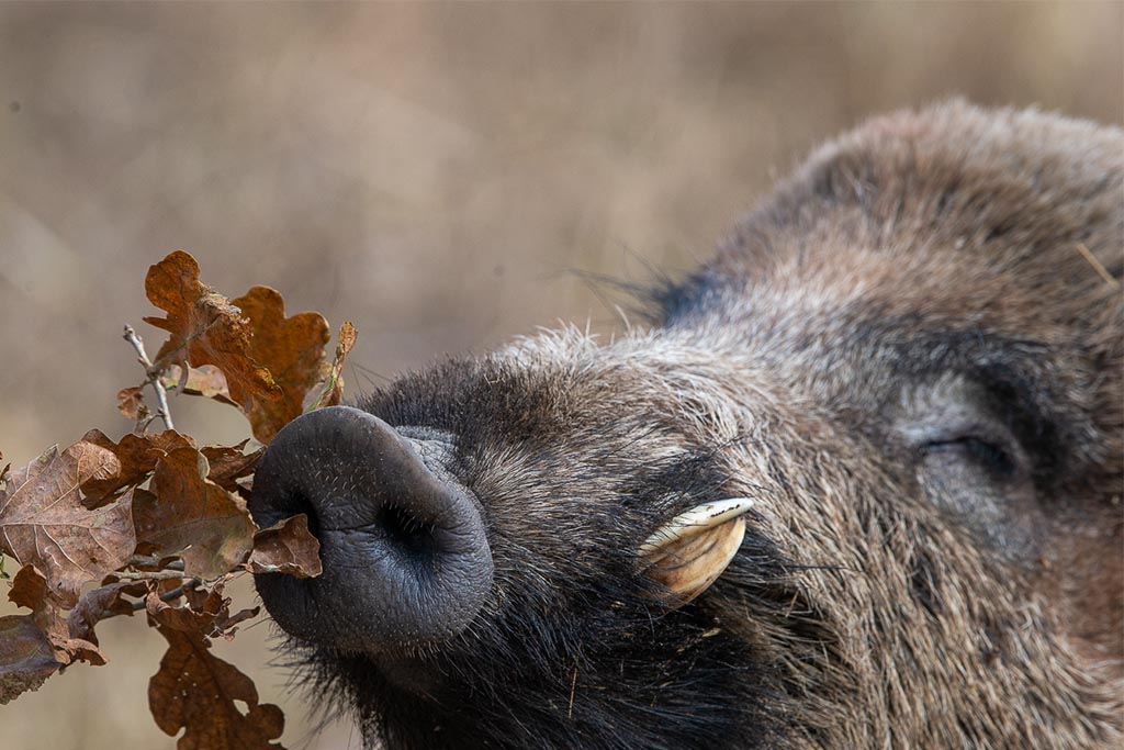 Wie böse ist das Wildschwein wirklich? Jagdfakten.at informiert