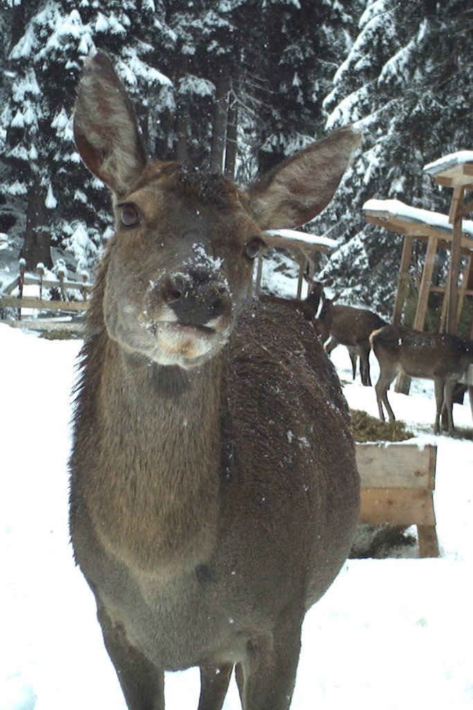 Alttier an Fütterung - Wildtierhege im Winter: Jagdfakten.at informiert