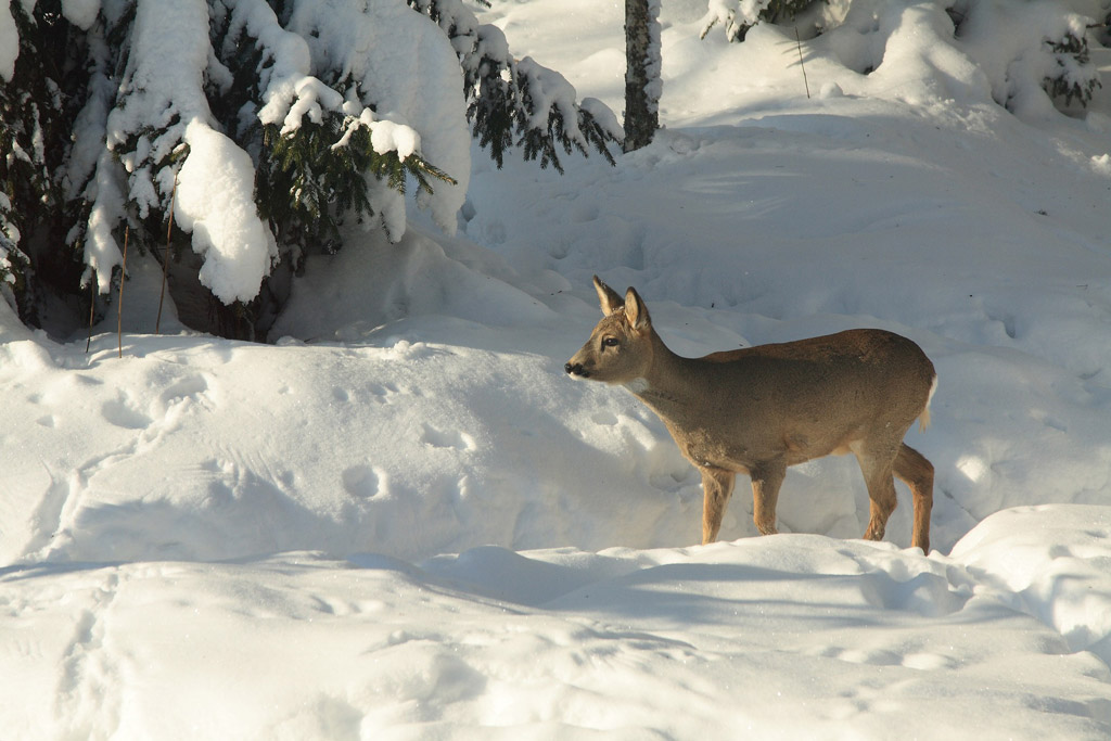 Reh im Schnee - Wildtiere und Feuerwerk: Warum das nicht zusammenpasst- Jagdfakten.at informiert