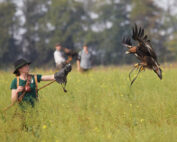 Falknerei in Österreich - Jagdfakten.at informiert