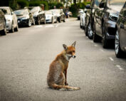 Jagd in der Stadt: Jagdfakten.at informiert