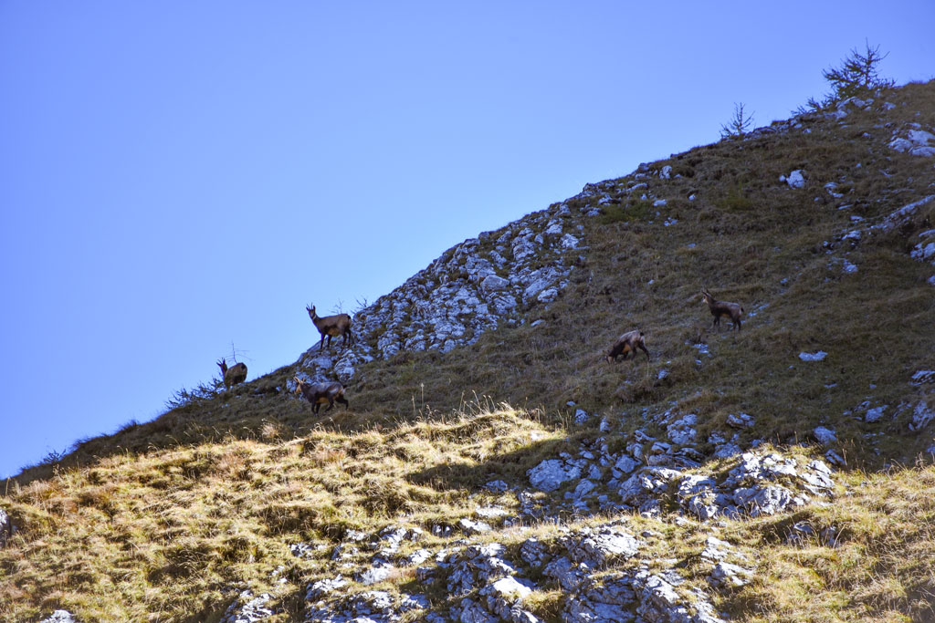 Gamsrudel - Natur hautnah erleben: Jagdfakten.at informiert
