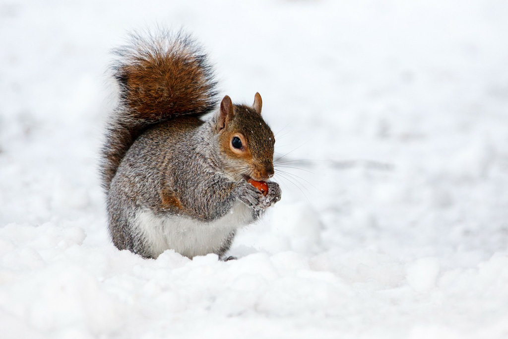 Grauhörnchen - Wildtiere im Winter: Jagdfakten.at informiert