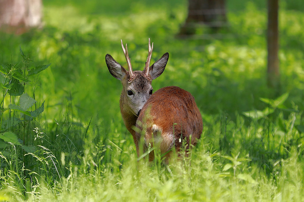 Werte mit Bestand: nachhaltig mit Wildtieren, Umwelt und Pflanzen umgehen - Jagdfakten.at informiert