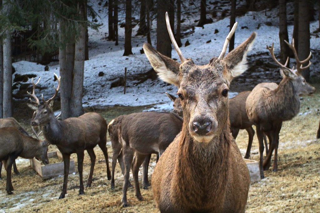 Spießer bei Fütterung im Winter: Jagdfakten.at informiert