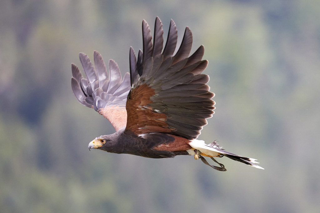Wüstenbussard - moderner Beizvogel aus Amerika: Jagdfakten.at informiert