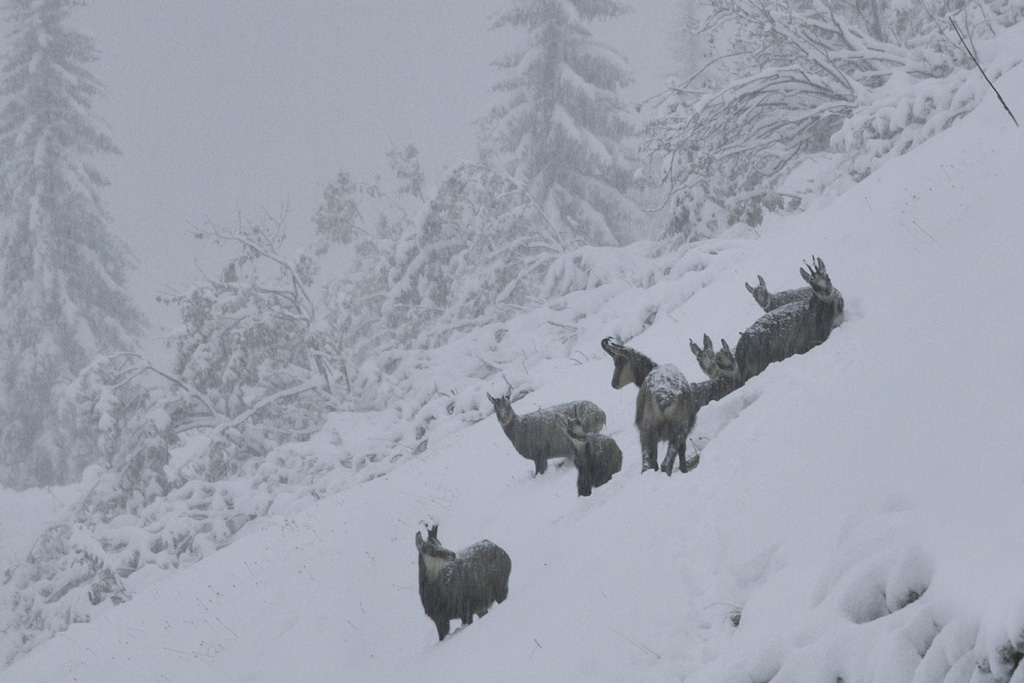Wildruhezone für Gamswild - Jagdfakten.at informiert