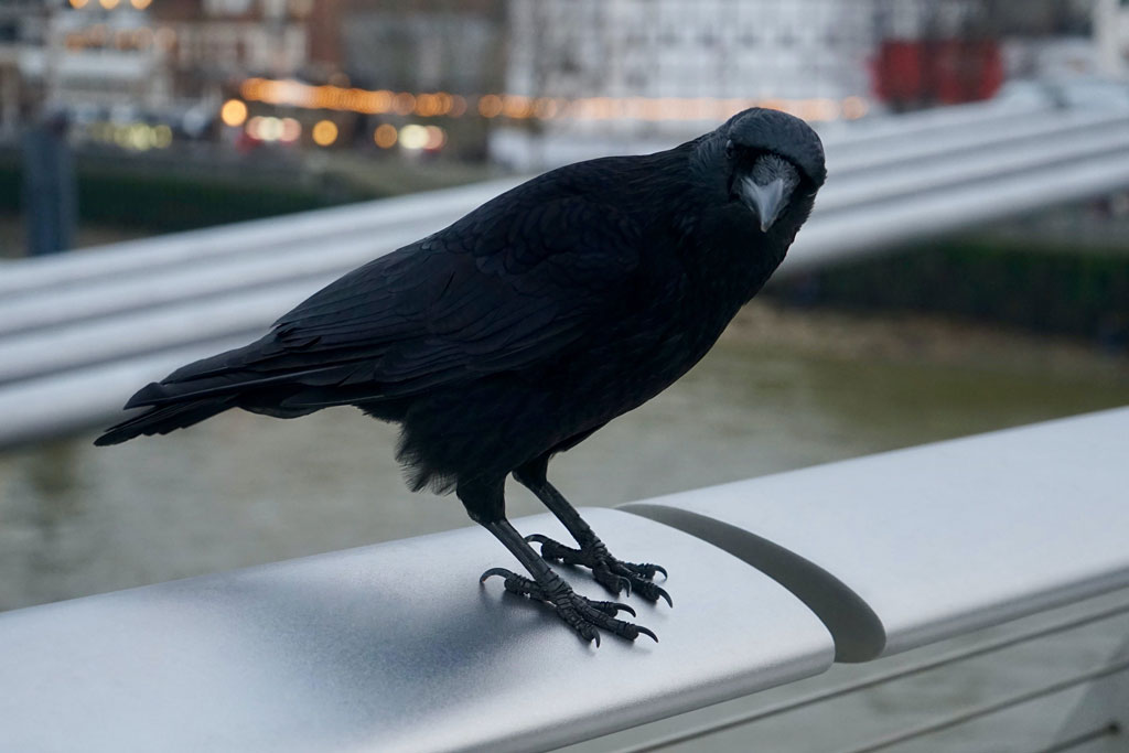 Krähen in der Stadt - sind sie automatisch Schädlinge? Jagdfakten.at informiert
