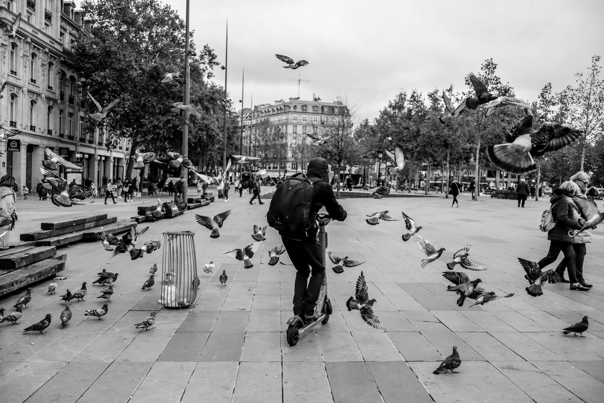 Tauben: Sind Tiere in der Stadt automatisch Schädlinge? Jagdfakten.at informiert