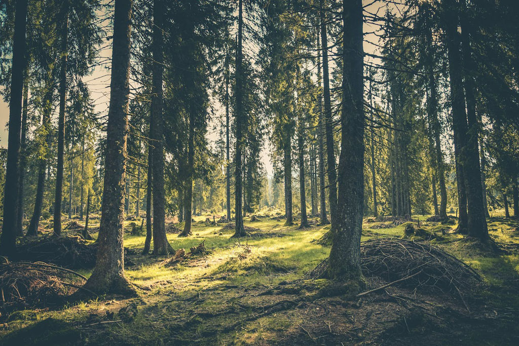 Wald - Wer ist wofür zuständig? Jagdfakten.at informiert